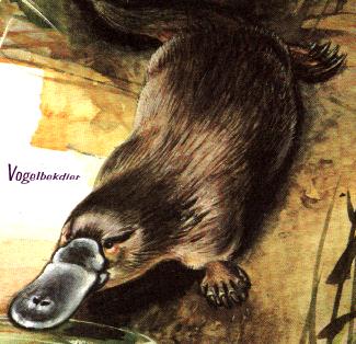 Figura 12.1 - L'Ornitorinco, un animale che rifiuta facili classificazioni