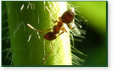 Deployment usando Apache Ant 1.6