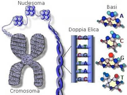 Figura 1 - Il cromosoma in genetica