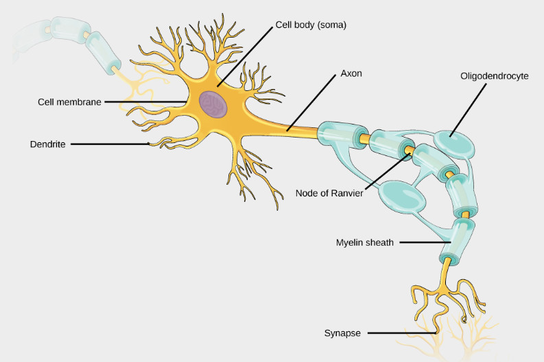 Struttura semplificata dei neuroni (fonte: Rye et al., 2016)